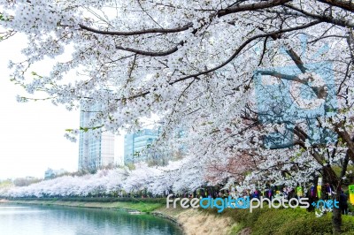 Cherry Blossom In Spring,background Stock Photo