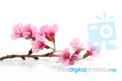 Cherry Blossom, Sakura Flower Stock Photo