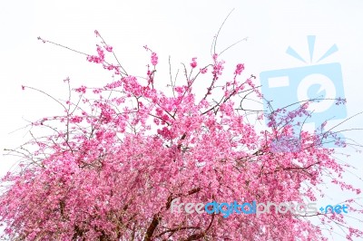 Cherry Blossom, Sakura Flowers Isolated On White Background Stock Photo