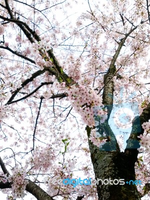 Cherry Blossom Tree Stock Photo
