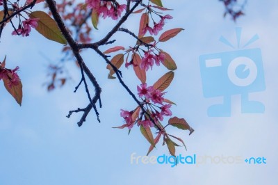Cherry Blossom With Sky Stock Photo