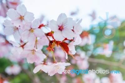 Cherry Blossom With Soft Focus, Sakura Season Background Stock Photo