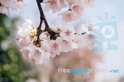 Cherry Blossom With Soft Focus, Sakura Season Background In Spring Stock Photo