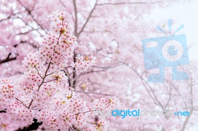 Cherry Blossom With Soft Focus, Sakura Season In Korea,backgroun… Stock Photo