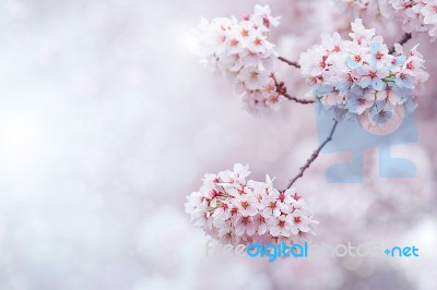 Cherry Blossom With Soft Focus, Sakura Season In Korea,background Stock Photo