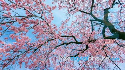Cherry Blossom With Soft Focus, Sakura Season In Spring Stock Photo