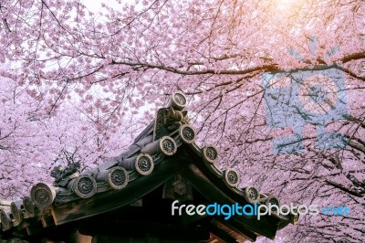 Cherry Blossom With Traditional Japanese Roof. Cherry Blossom In Spring, Japan Stock Photo