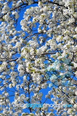 Cherry Blossoms Stock Photo