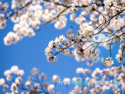 Cherry Blossoms Stock Photo