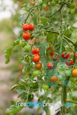 Cherry-tomatoes Stock Photo
