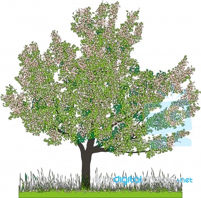 Cherry Tree In Spring Stock Image