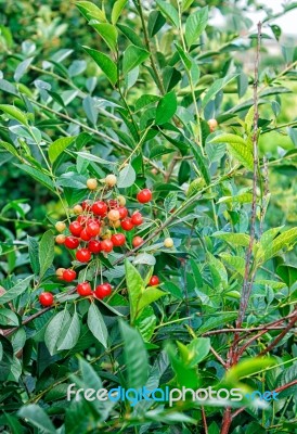 Cherry With Ripe Berries Branch Stock Photo Cherry With Ripe Berries Branch Stock Photo