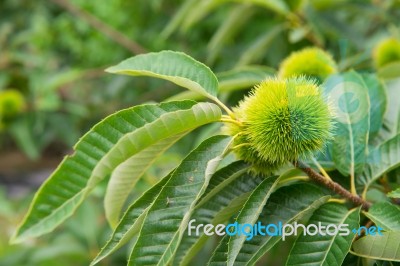 Chestnut (castanea Fruits) Stock Photo Chestnut (castanea Fruits) Stock Photo