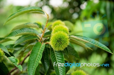 Chestnut (castanea Fruits) Stock Photo