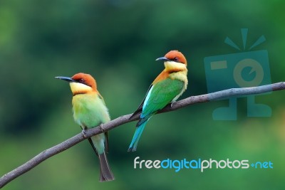 Chestnut Headed Bee Eater Stock Photo