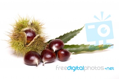 Chestnuts Isolated On A White Background Stock Photo