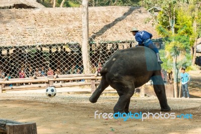 Chiangmai ,thailand - February 20 : Elephant Use Hindlegs To Kick Football On February 20 ,2016 At Mae Sa Elephant Camp ,chiangmai ,thailand Stock Photo