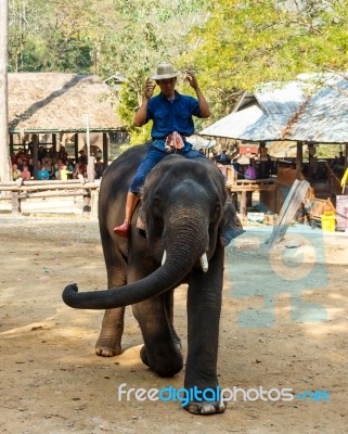 Chiangmai ,thailand - February 20 : Mahout Ride Elephant And Elephant Is Dancing On February 20 ,2016 At Mae Sa Elephant Camp ,chiangmai ,thailand Stock Photo