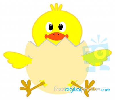 Chick Stock Image
