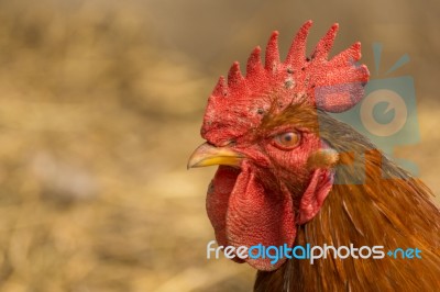 Chick, Chicken, Rooster Poultry Concept Stock Photo