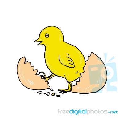 Chick Hatching Inside Egg Drawing Stock Image