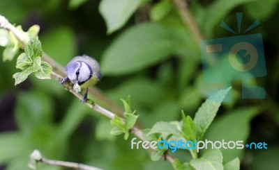 Chickadee Stock Photo