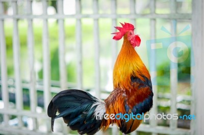 Chicken Bantam ,rooster Crowing With Nature Background Stock Photo
