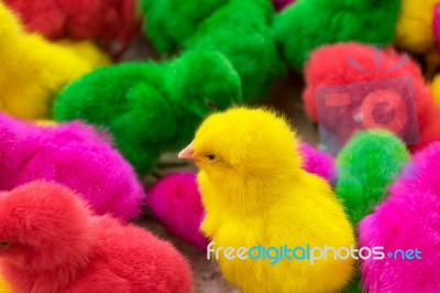 Chicken, Color Full Chicken In Farm, Production For Many Color C… Stock Photo
