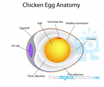 Chicken Egg Anatomy Stock Image