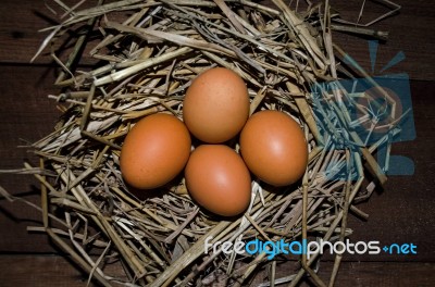 Chicken Eggs Stock Photo