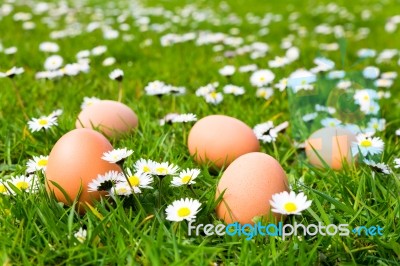 Chicken Eggs In Grass With Daisies Stock Photo