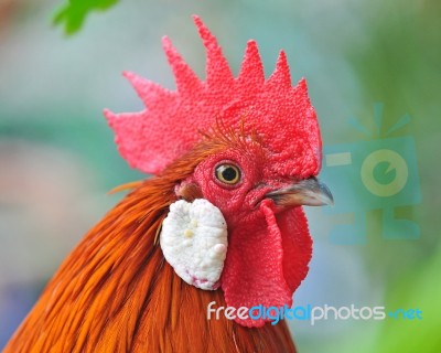 Chicken Head Stock Photo