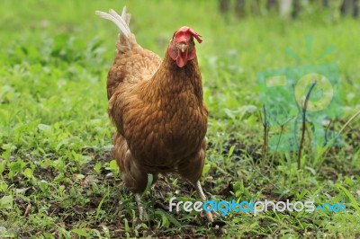 Chicken In Farm Stock Photo