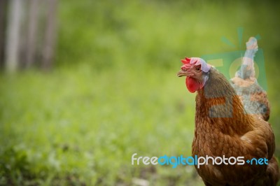 Chicken In Farm Stock Photo