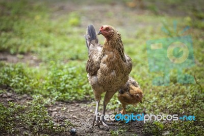 Chicken In The Green Garden Stock Photo