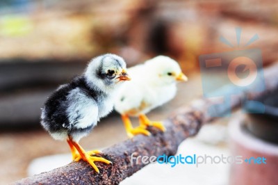 Chicken Little On A Wooden Stock Photo