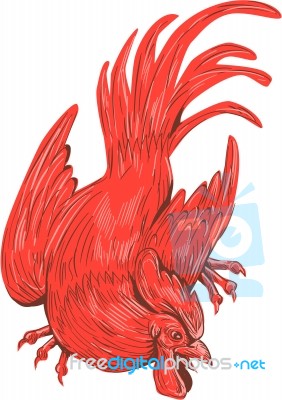 Chicken Rooster Crouching Drawing Stock Image