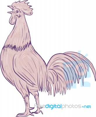 Chicken Rooster Crowing Side Drawing Stock Image Chicken Rooster Crowing Side Drawing Stock Image