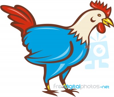 Chicken Rooster Side Cartoon Stock Image