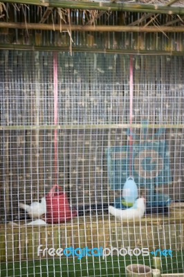 Chickens On A Wire Cage Stock Photo
