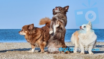 Chihuahua Dances In Front Of Two Of His Buddies Stock Photo