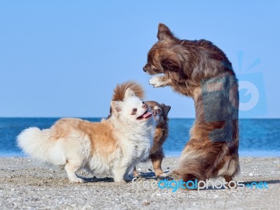 Chihuahua Dances In Front Of Two Of His Buddies Stock Photo