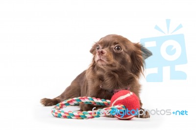 Chihuahua Dog Lying Down, Looking Scared Stock Photo
