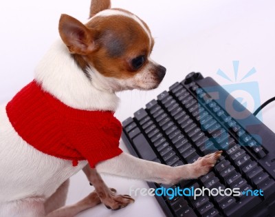 Chihuahua Is Typying Stock Photo