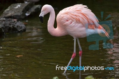 Chilean Flamingo (phoenicopterus Chilensis) Stock Photo
