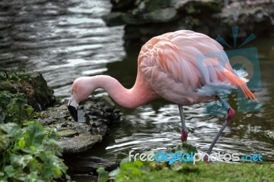 Chilean Flamingo (phoenicopterus Chilensis) Stock Photo