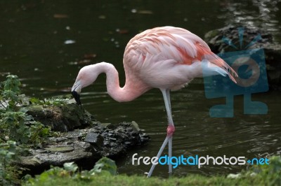 Chilean Flamingo (phoenicopterus Chilensis) Stock Photo