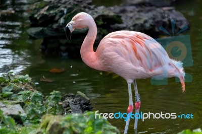 Chilean Flamingo (phoenicopterus Chilensis) Stock Photo