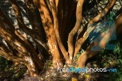 Chilean Myrtle Tree (luma Apiculata) Stock Photo