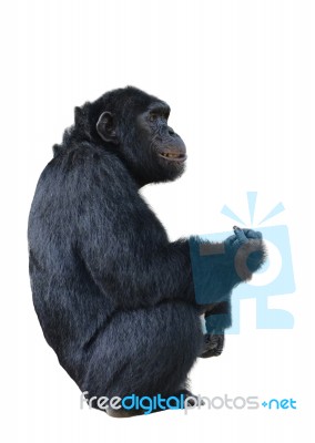 Chimpanzee Stock Photo